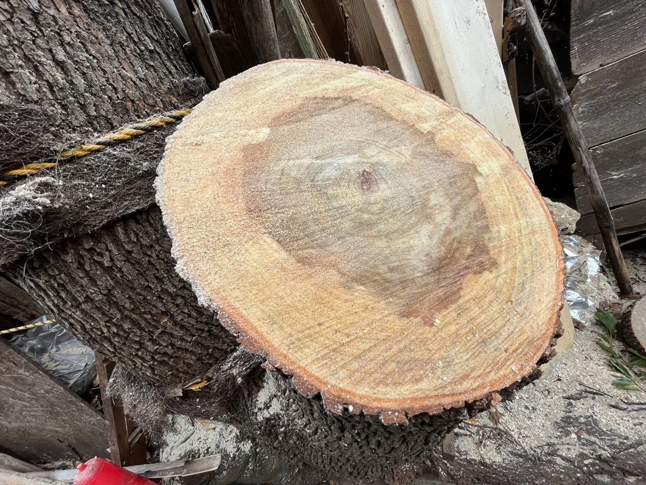 東京都世田谷区の個人邸で高木クスノキの特殊伐採工事を行いました！！