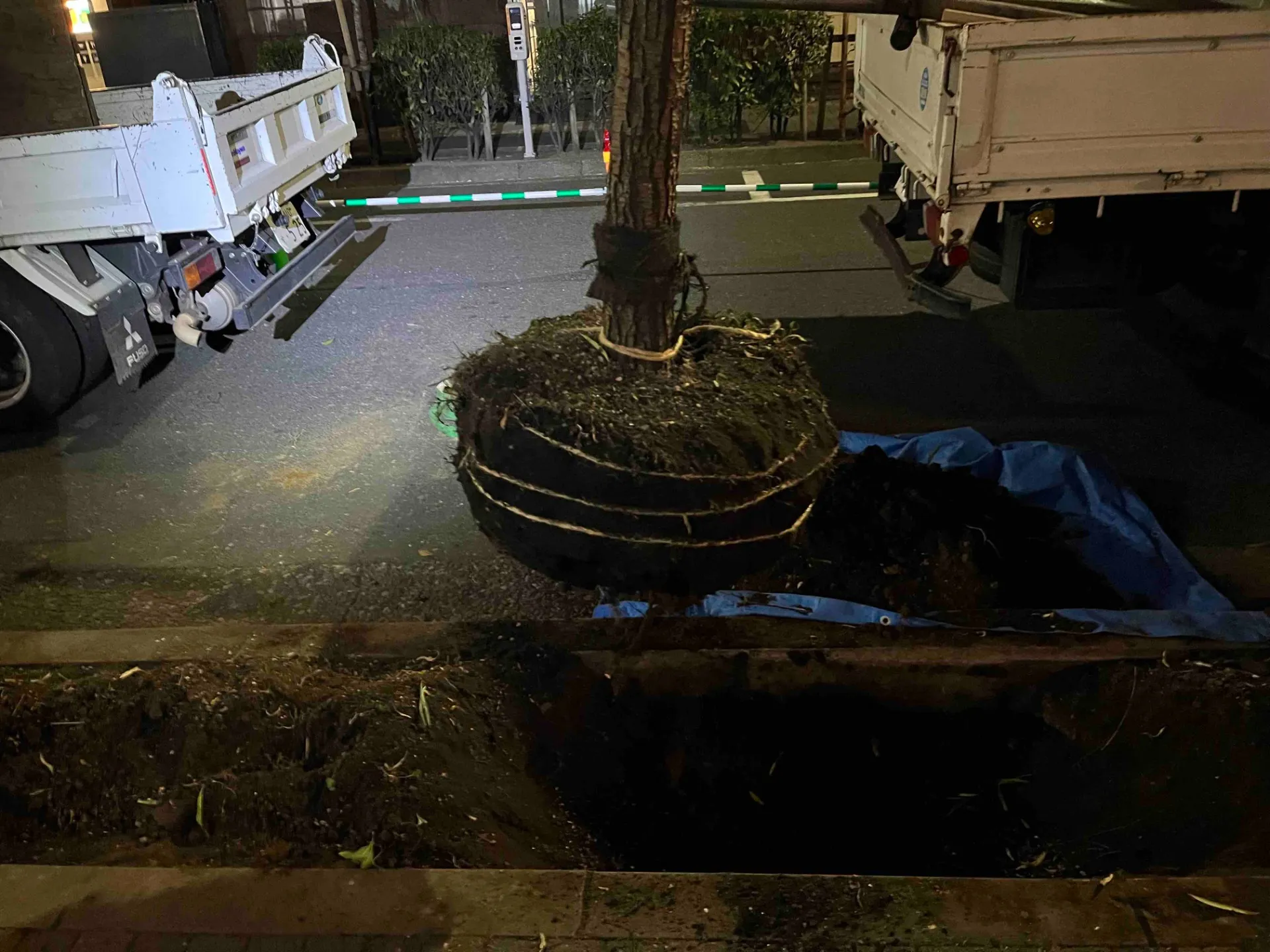 東京都中央区　街路樹　ヤナギの高木移植工事