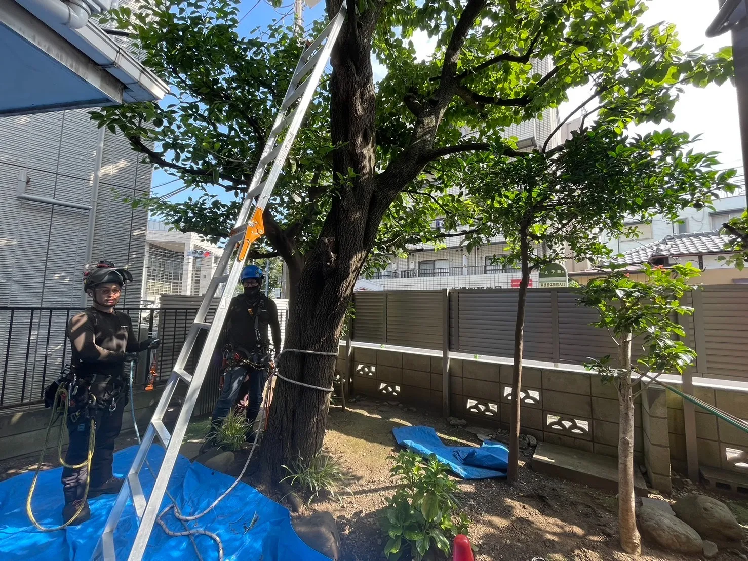 高木特殊伐採　東京都板橋区　個人邸