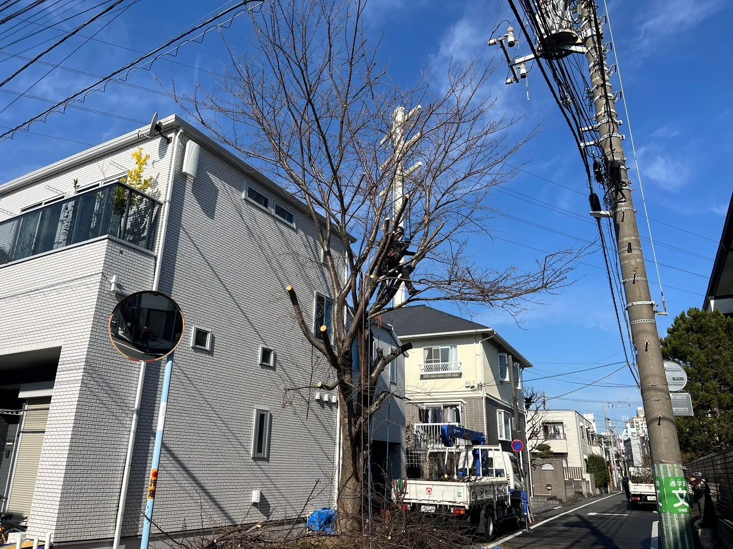 サクラ特殊伐採　作業中②