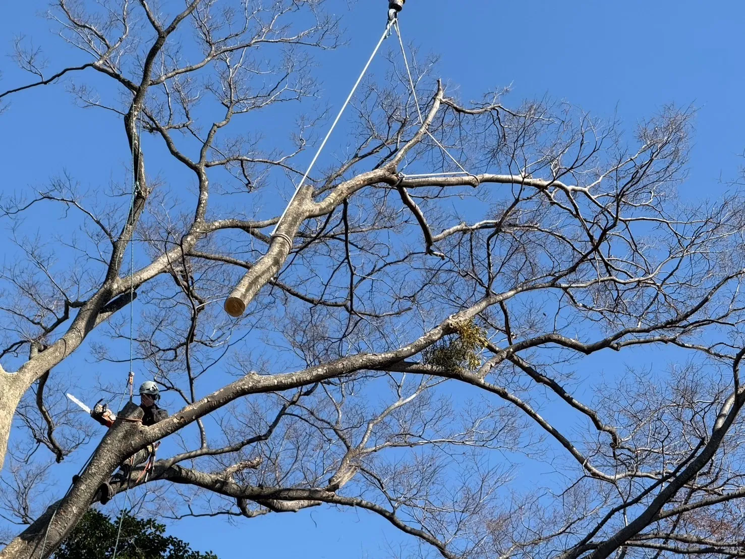 枝が伸びていた状態のまま、衝撃をかけないようにチェンソーで静かに切り離す様子