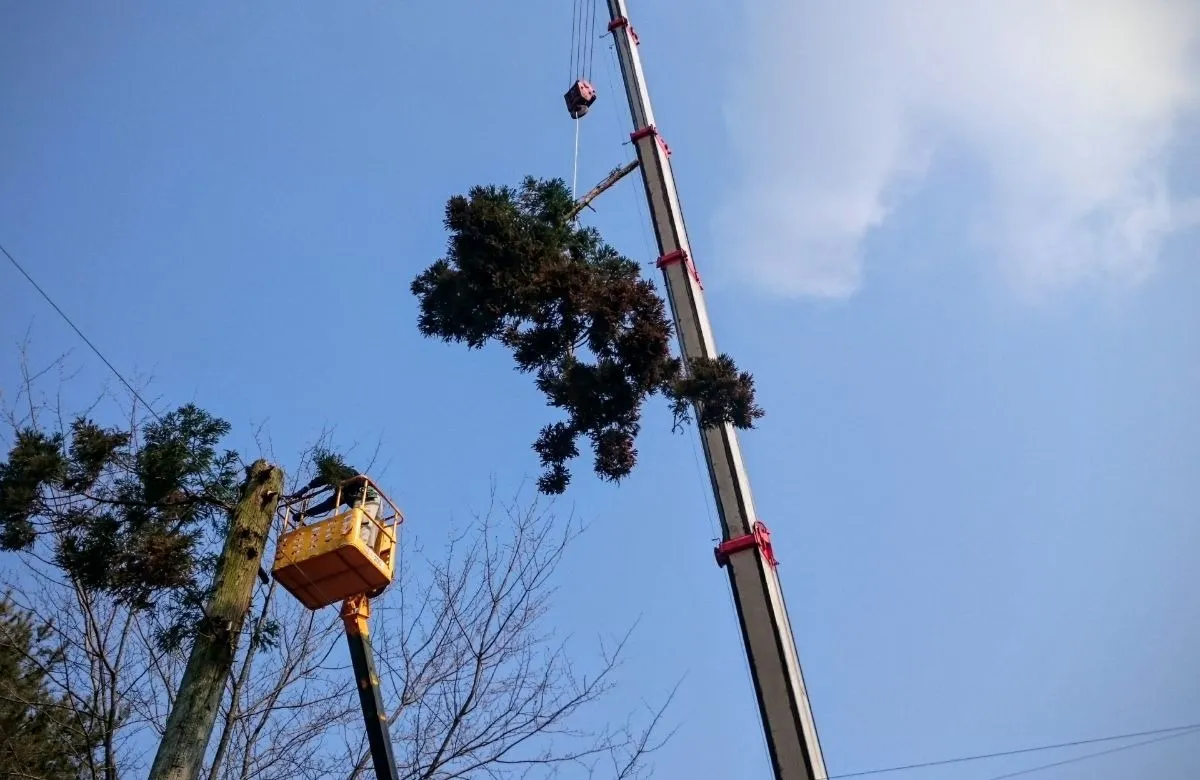 伐採における吊るし切りの全知識！安全な方法と失敗しない業者選び