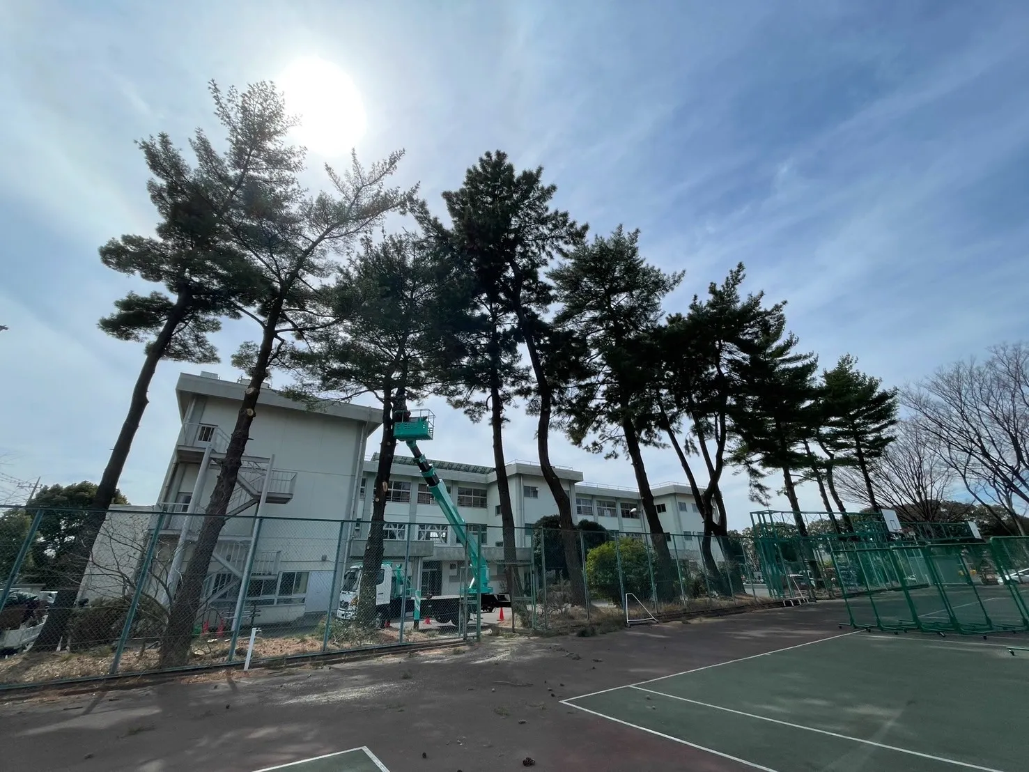 剪定作業中（別角度）