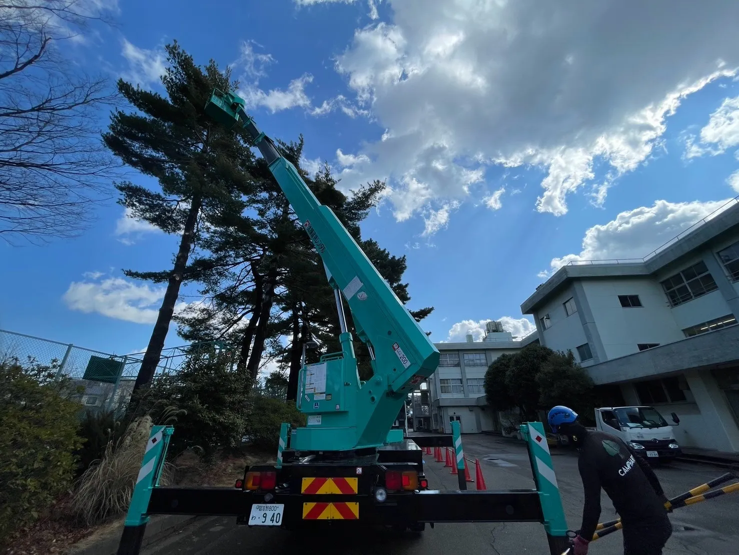 マツの支障枝剪定　東京都世田谷区　某学校施設