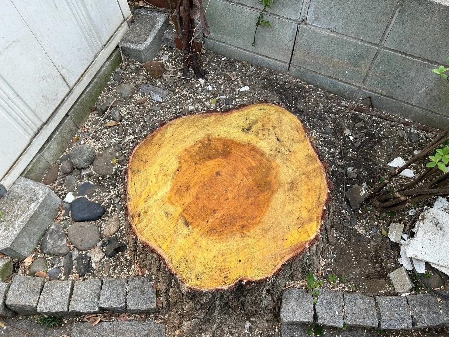 伐採作業後　切り株