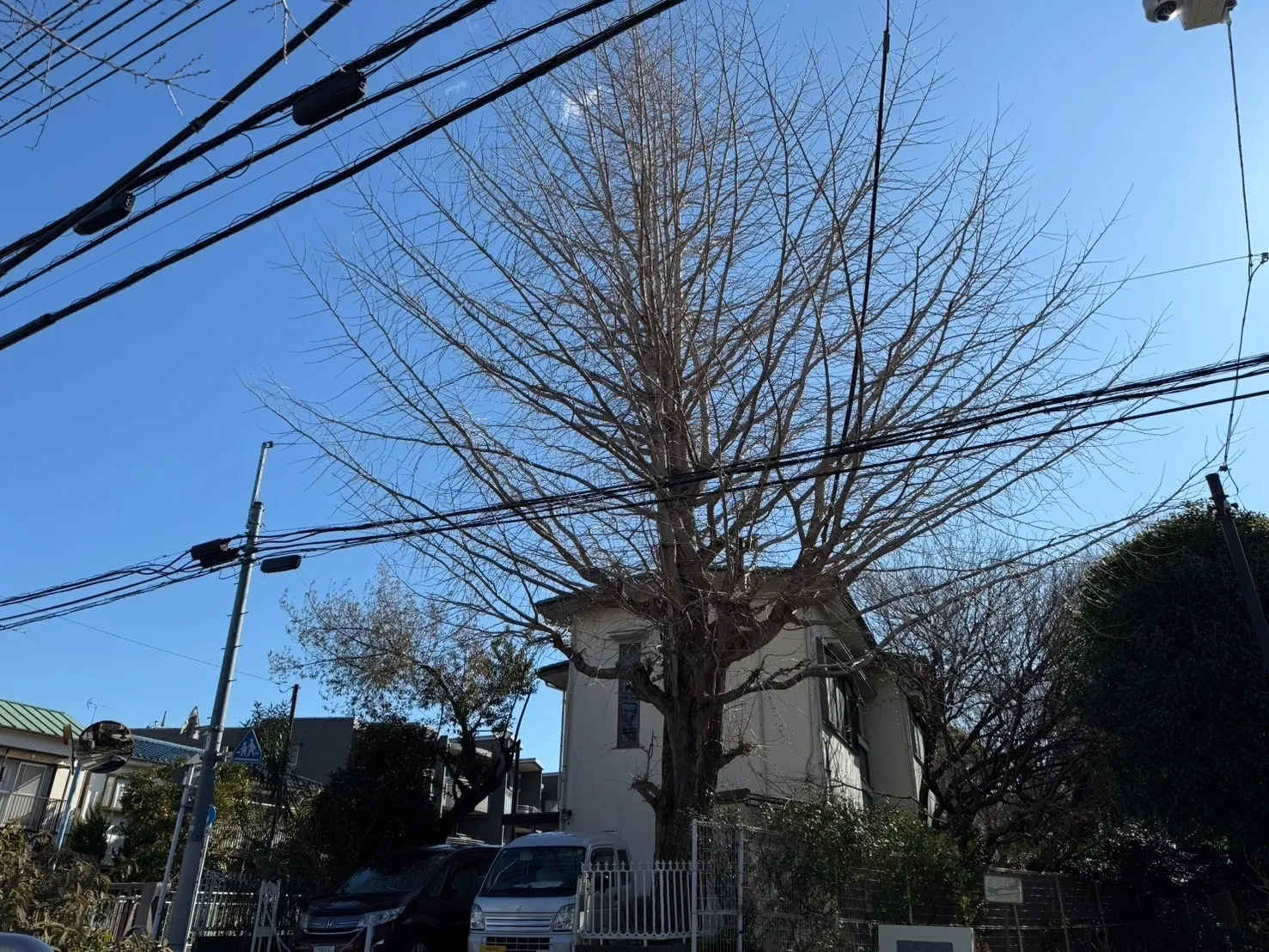 高木の特殊伐採　東京都杉並区 　個人邸