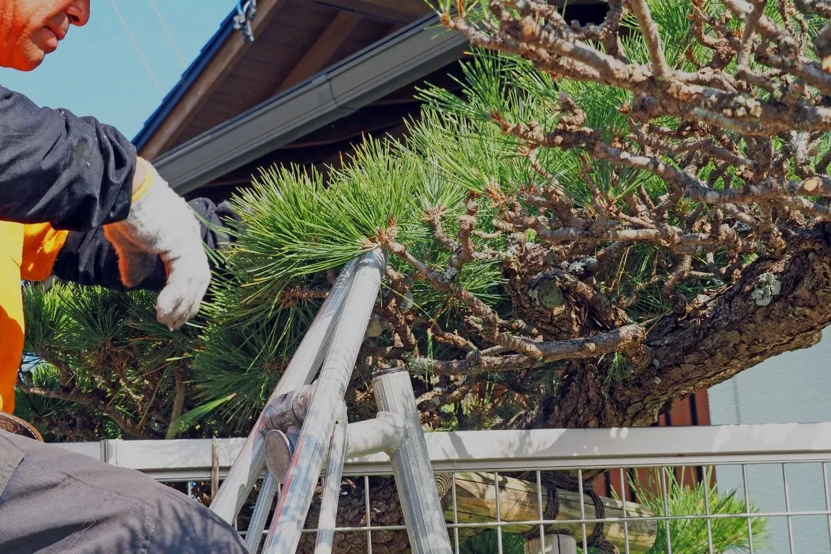 植木の伐採を検討する方必見！伐採の重要性と業者選び完全ガイド