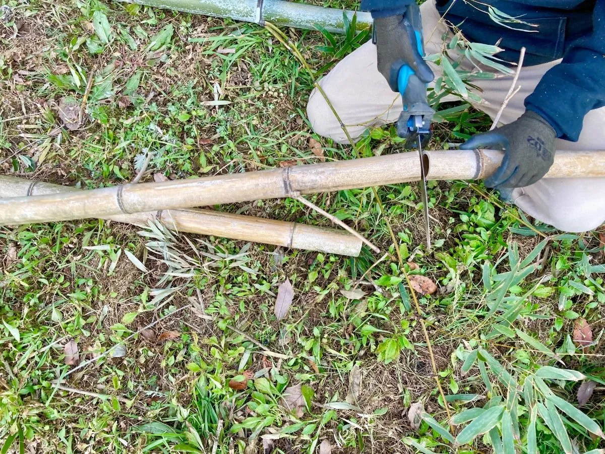 竹伐採の最適な時期と方法とは？