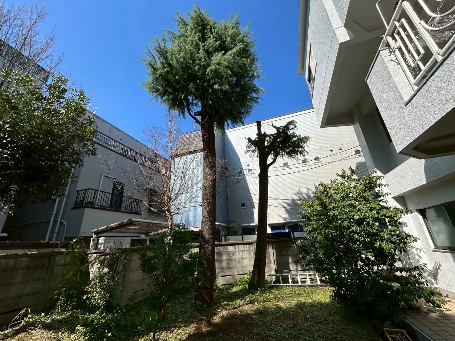 ヒマラヤスギ特殊伐採　作業前2