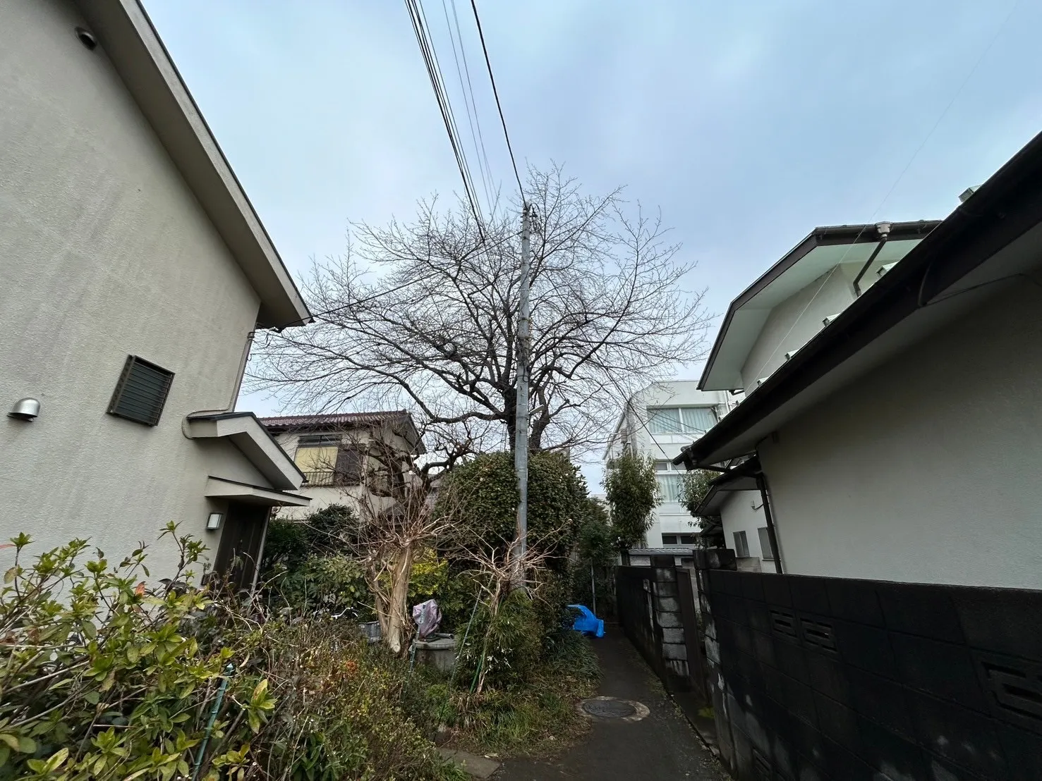 サクラ特殊剪定　作業前