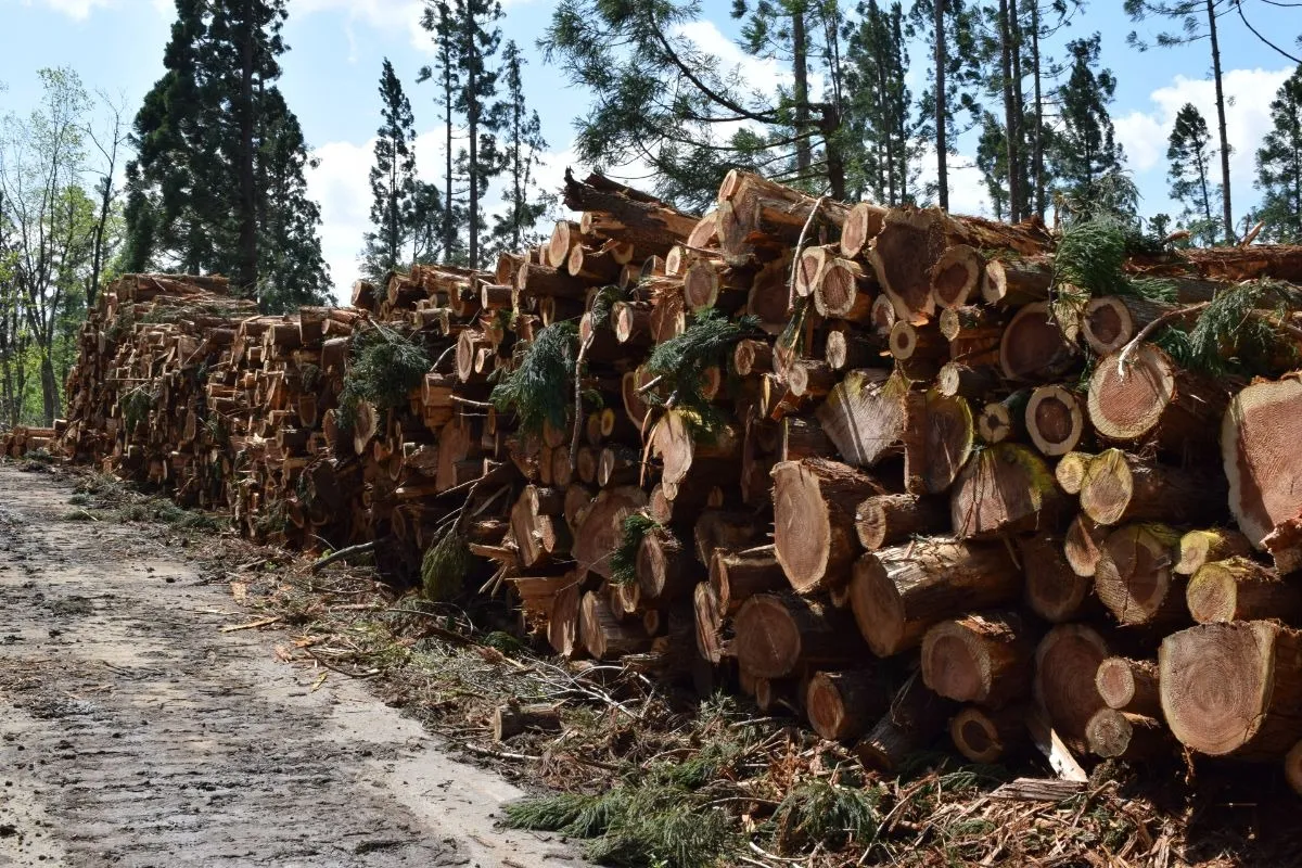 池尻大橋駅周辺の伐採で失敗しない選び方を解説 