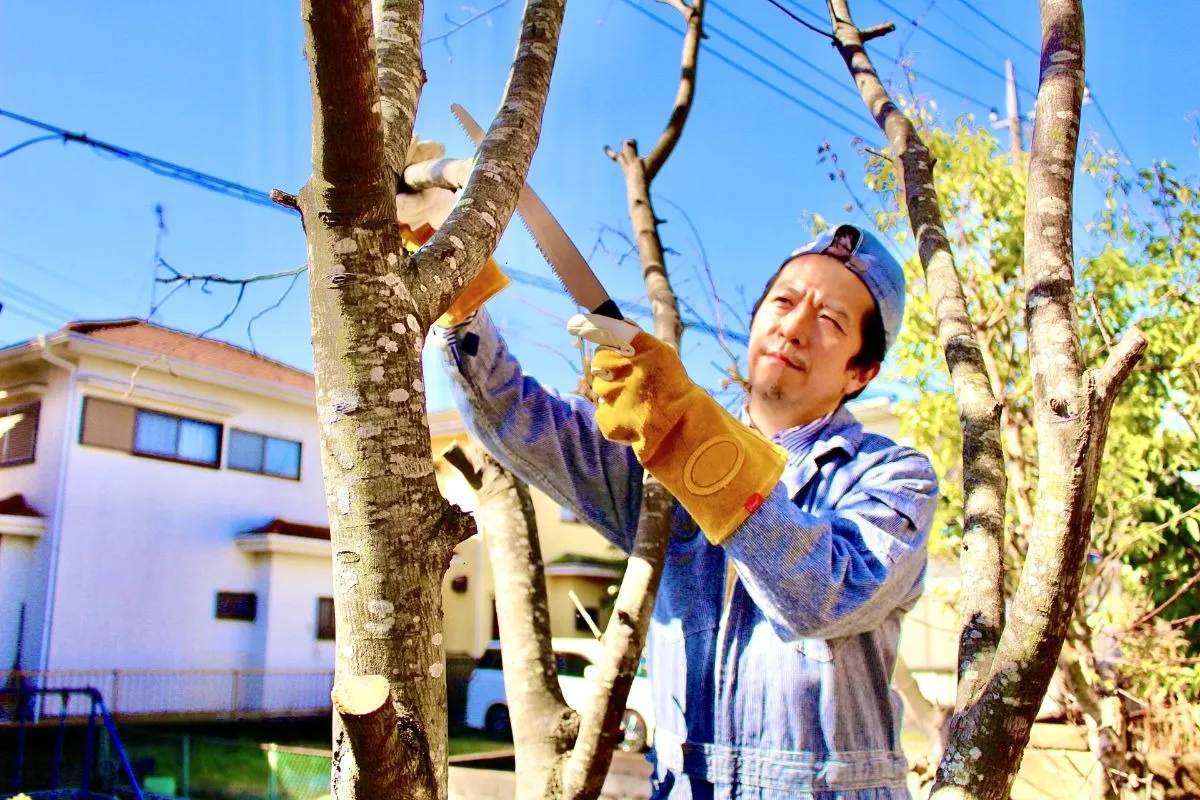 庭木伐採業者の選び方と比較ポイント