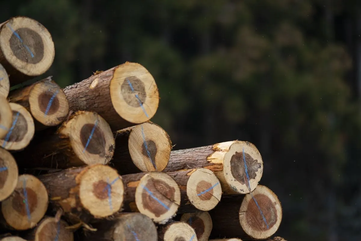 中野区での伐採業者の選び方と依頼手順を解説 