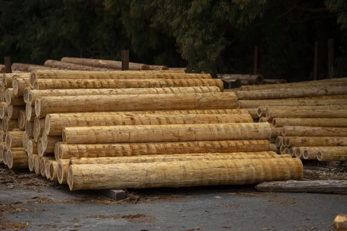 豊島区で伐採に失敗しない庭木処分の業者選び