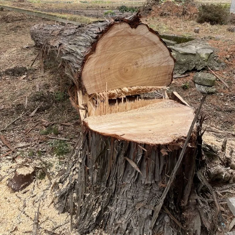 伐採時のロープ掛けの基本と応用技術！安全に立木を伐倒する方法も解説