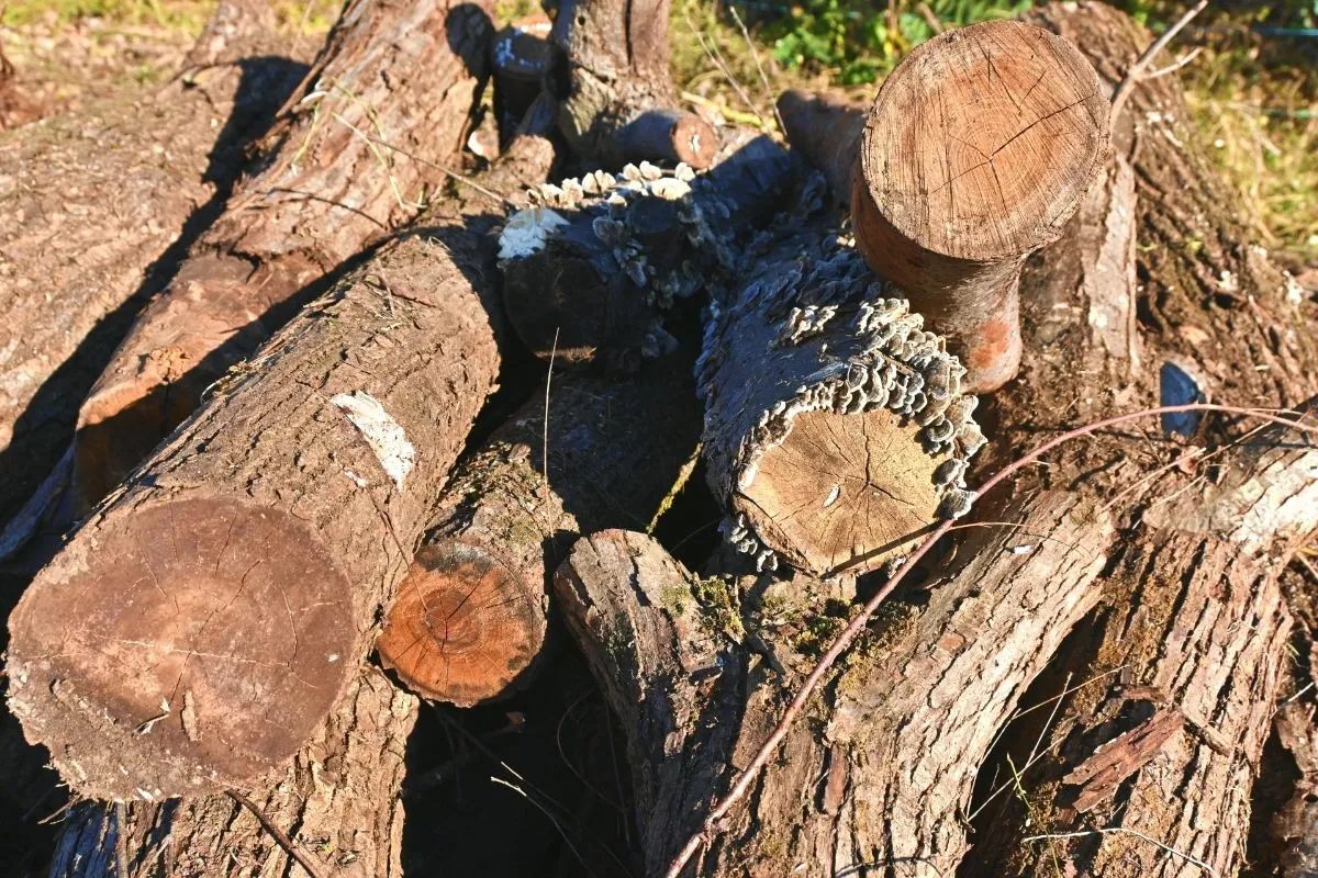 伐採した木の産業廃棄物の処理方法を解説