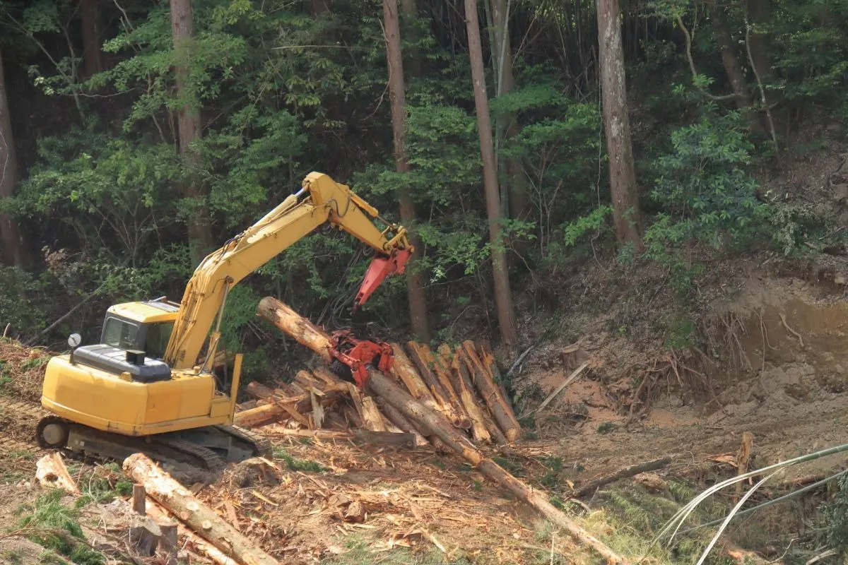 豪徳寺駅周辺の伐採作業の流れと依頼時に確認したい重要なポイントについて