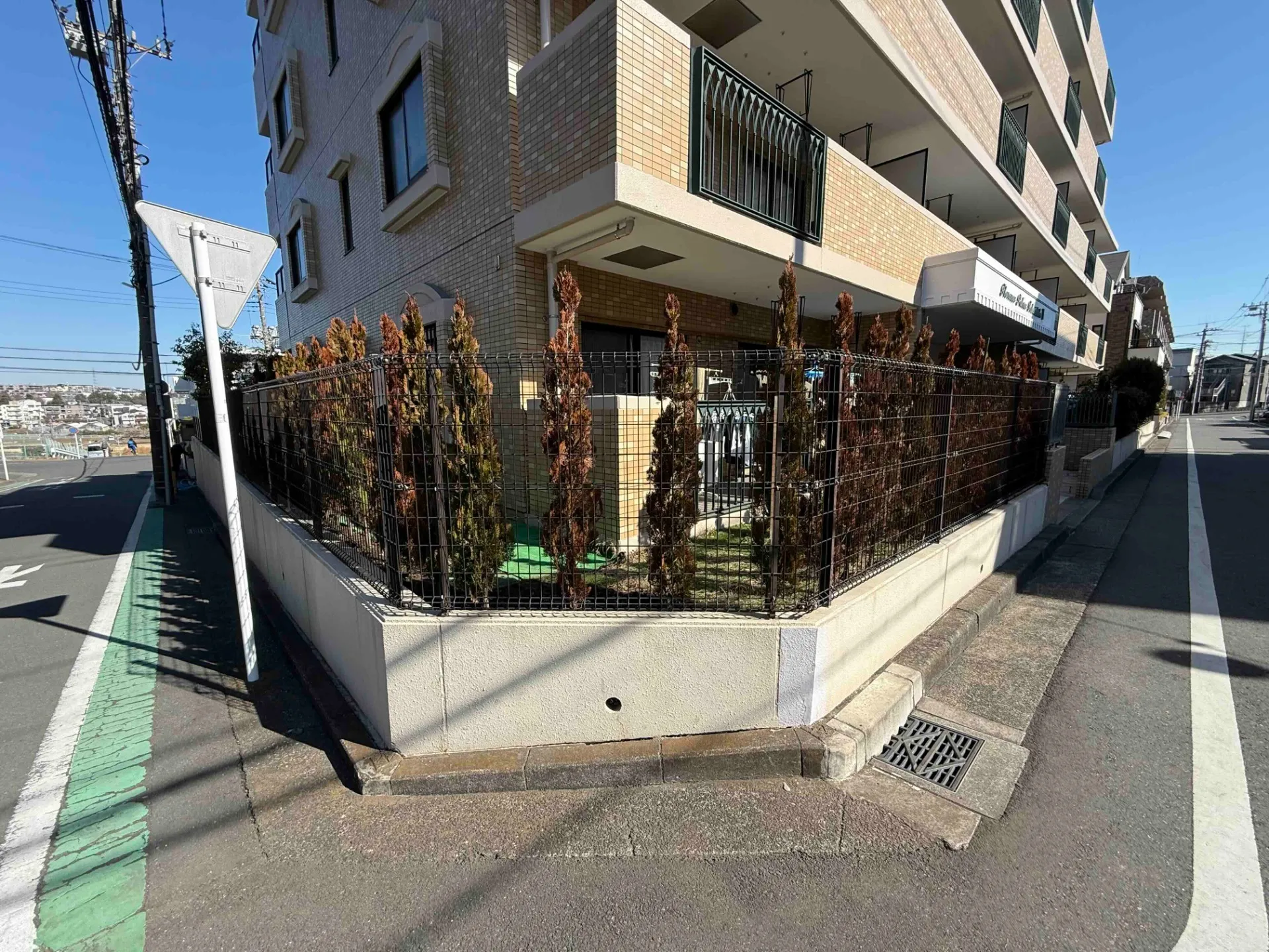 神奈川県横浜市緑区　施工後　マンション植え替え樹木　コノテガシワ状況　その１