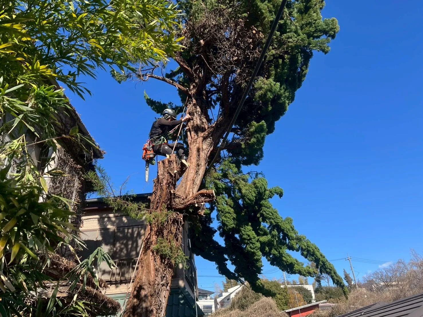 神奈川県川崎市高津区　カイズカイブキ特殊伐採　電線絡み枝吊り切り伐採施工中