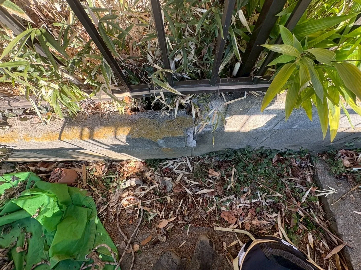 神奈川県川崎市高津区　カイズカイブキ特殊伐採　施工前コンクリートブロック破壊状況