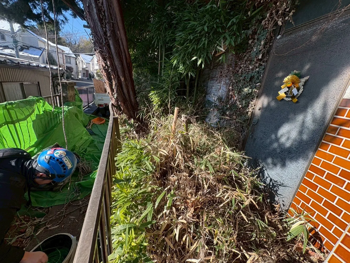 神奈川県川崎市高津区　カイズカイブキ特殊伐採　施工前竹・笹繁茂状況