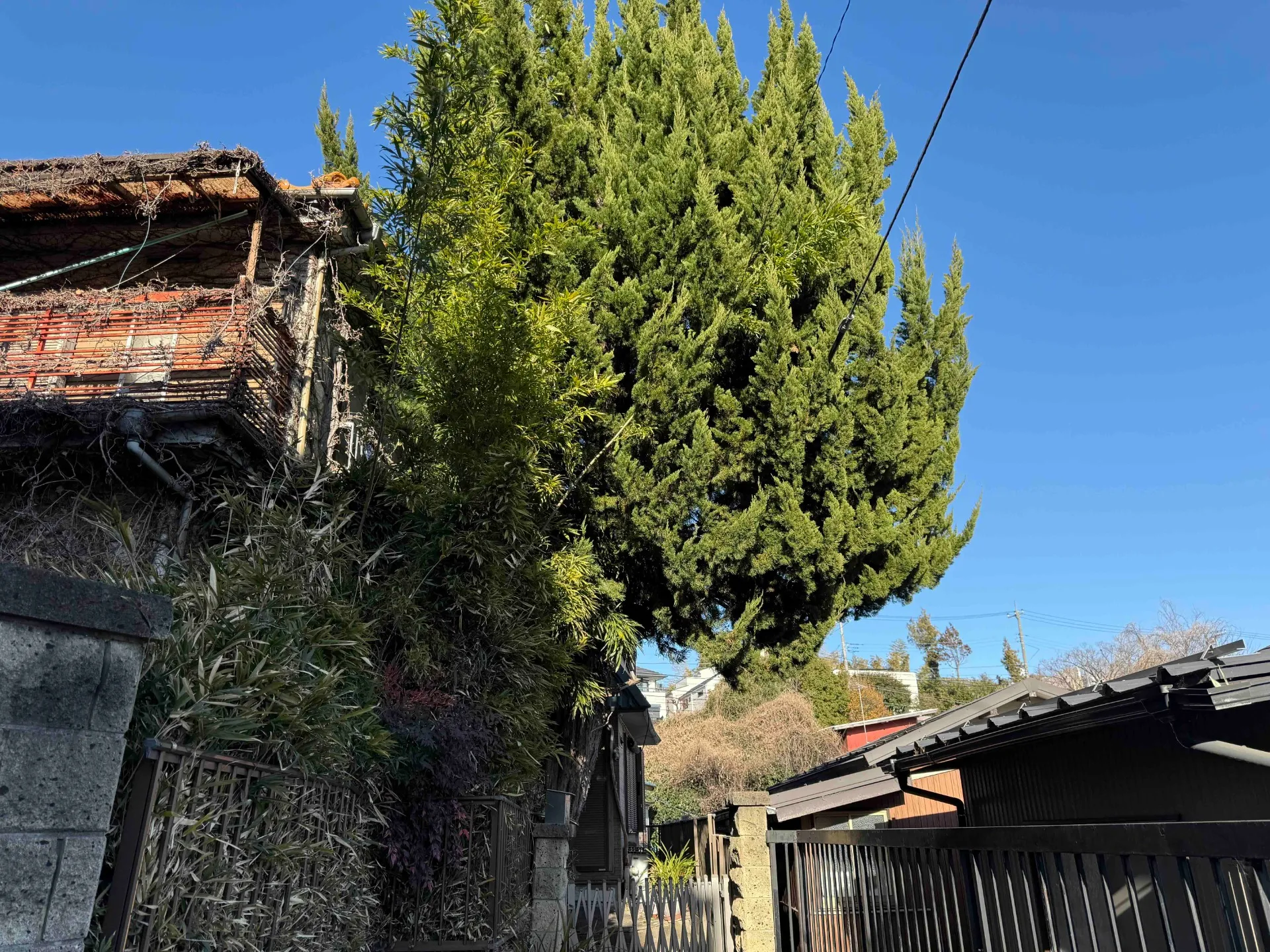 神奈川県川崎市高津区　カイズカイブキ特殊伐採　施工前