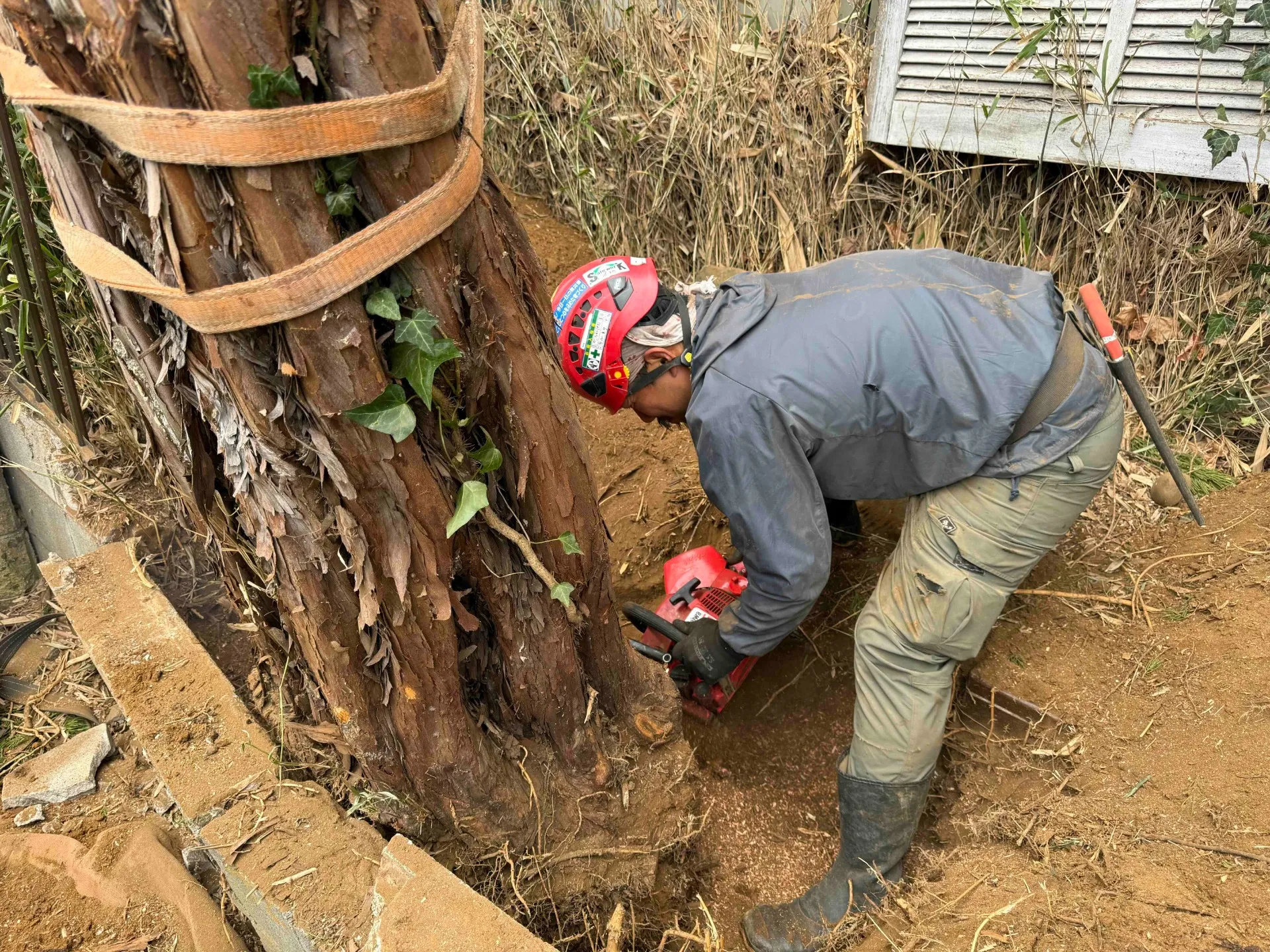 神奈川県川崎市高津区　カイズカイブキ抜根　手掘り干渉部分切断施工中