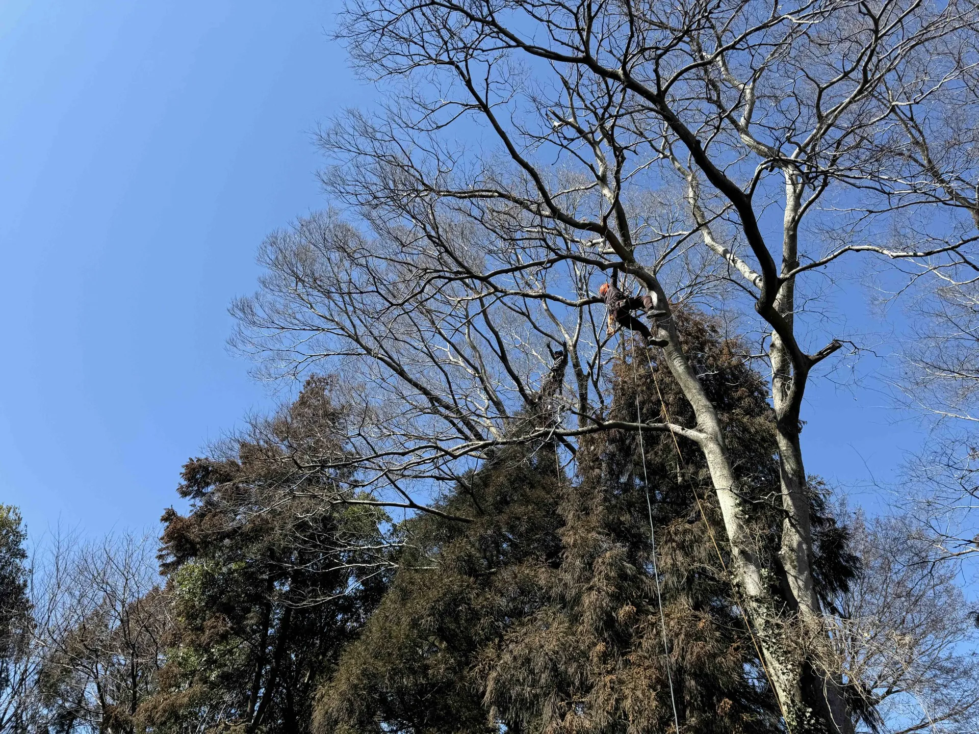 世田谷区で特殊伐採ならお任せください