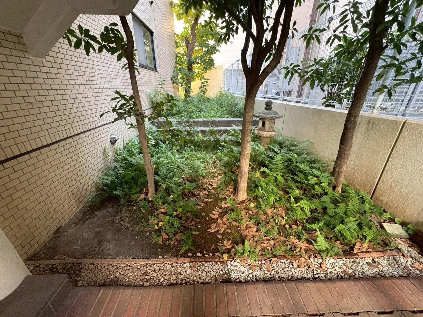 キンモクセイ作業前