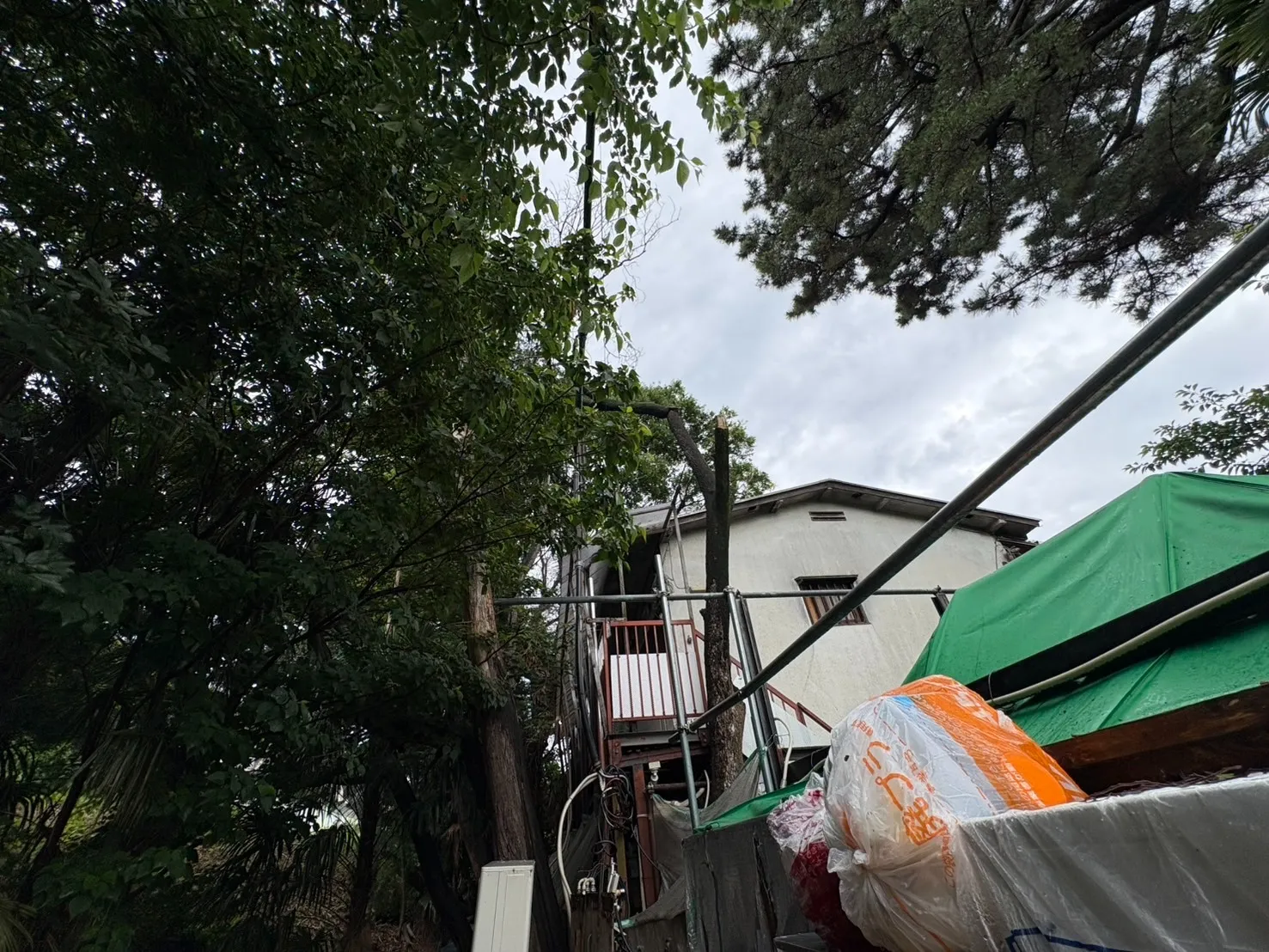 施工前　幹折れ倒木状況2