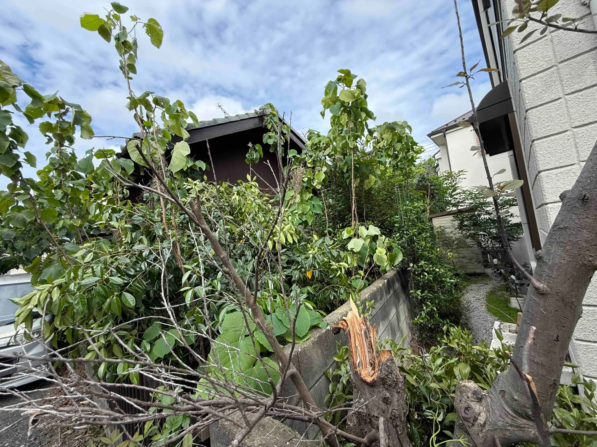 施工後　幹はお客様の意向で残しております